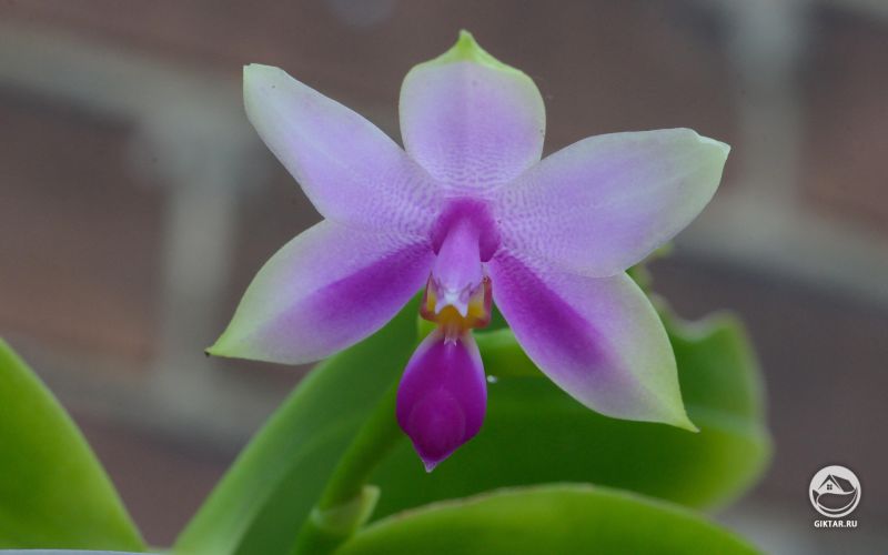 Цветущий фаленопсис