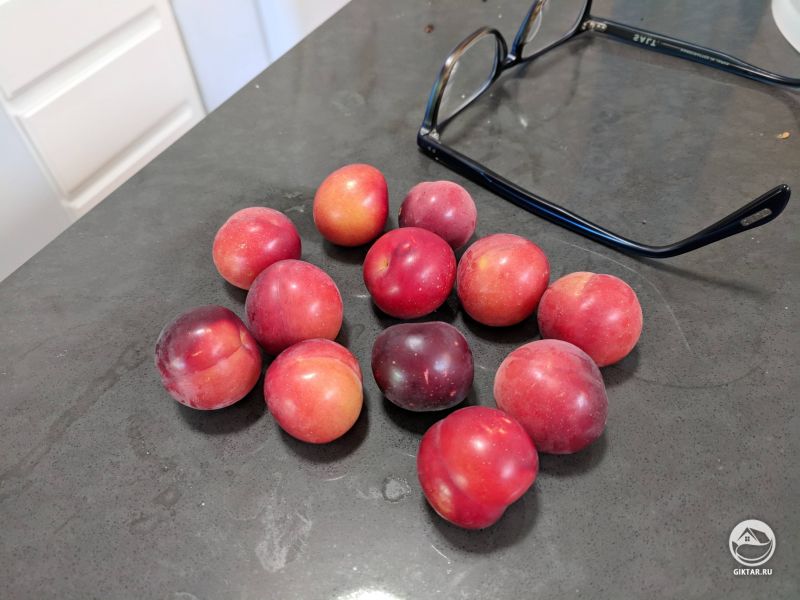 Ждали весь год, чтобы увидеть, что за деревья у нас растут. Оказывается, это сливы!