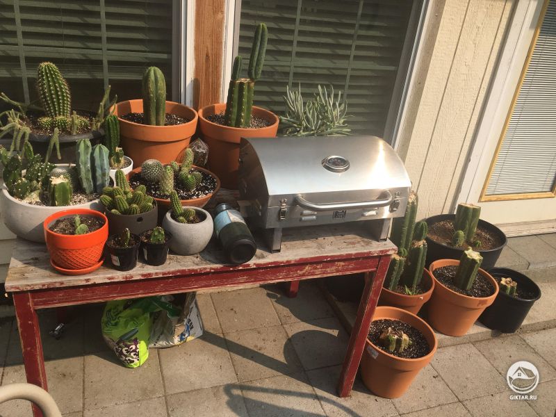 Моя коллекция суккулентов и кактусов