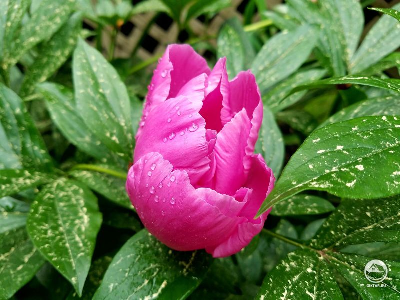 Капли воды на моем цветущем пионе!