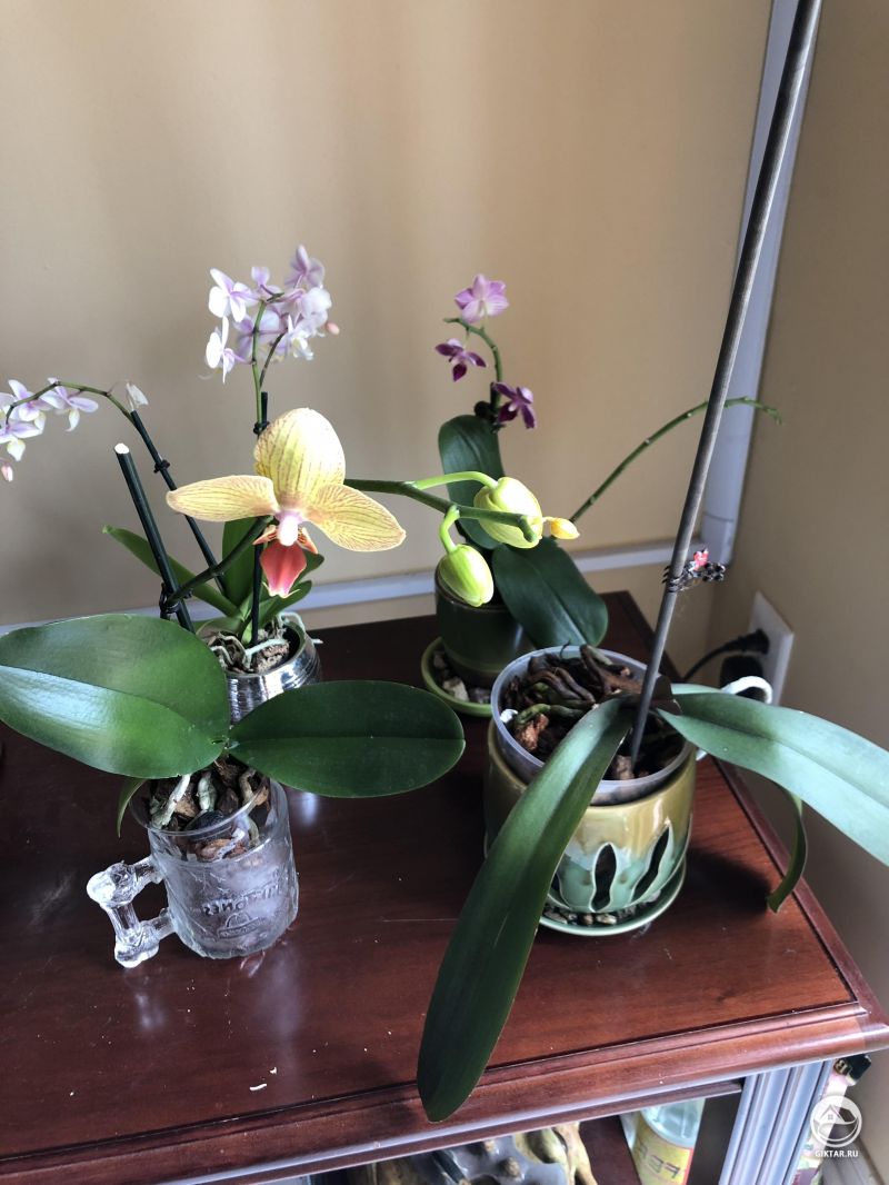 Цветущие орхидеи 