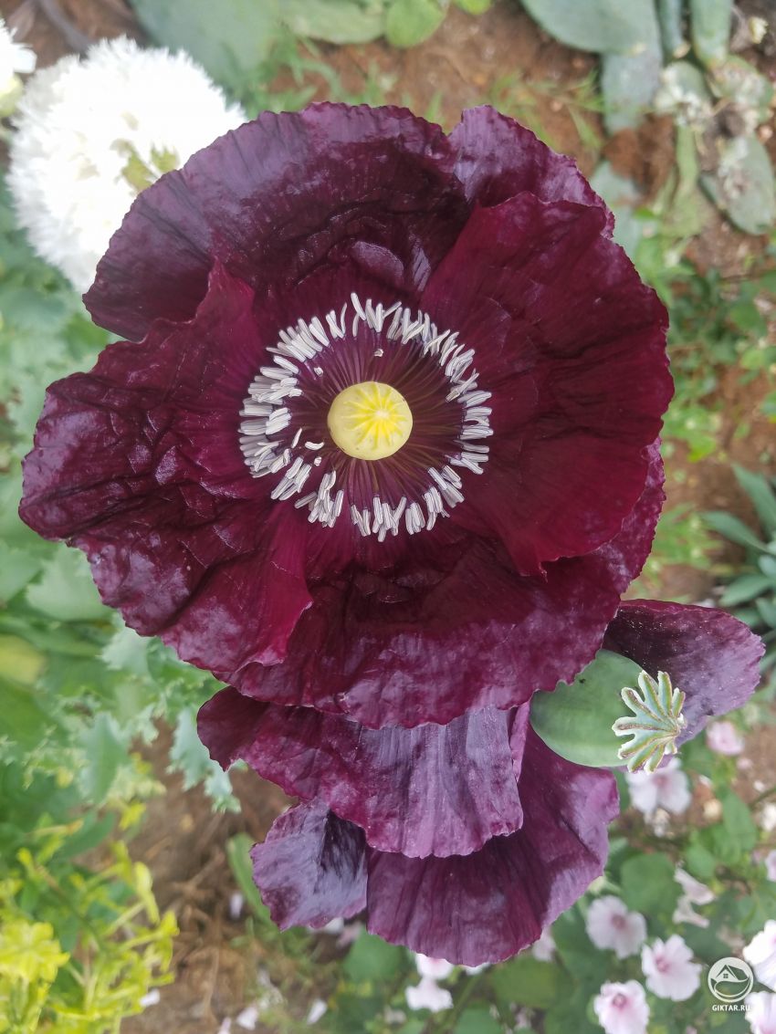 Как сделать мак еще темнее?