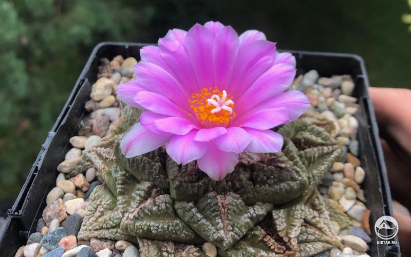 Ариокарпус растрескивающийся. Цветение.