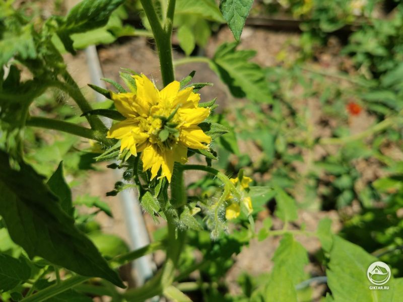 Мой томат выпустил этот огромный геометрический супер-цветок