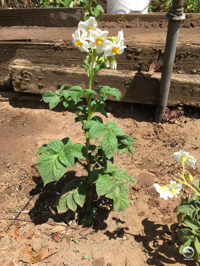 Кто-нибудь знает, что за растение это?