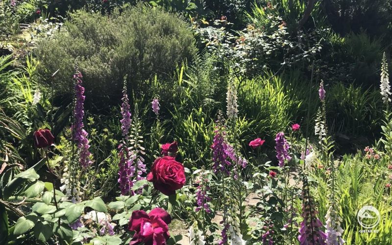 Скрытые жемчужины моего сада