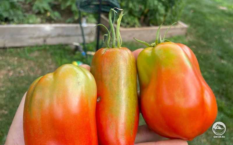 Томаты, как семейная реликвия