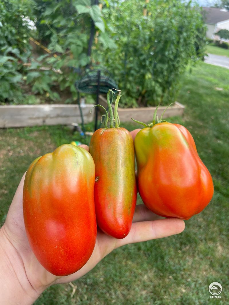 Томаты, как семейная реликвия
