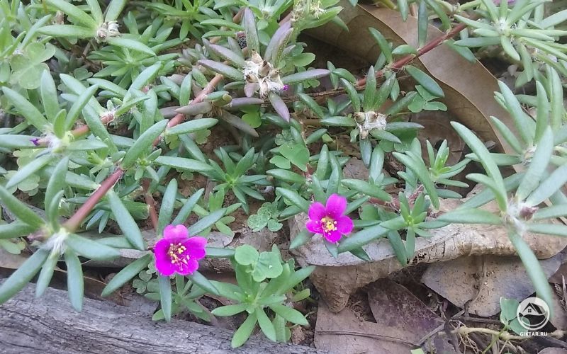 Портулак - почвопокровное растение с маленькими малиновыми цветочками.