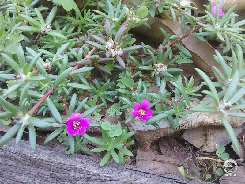 Портулак - почвопокровное растение с маленькими малиновыми цветочками.