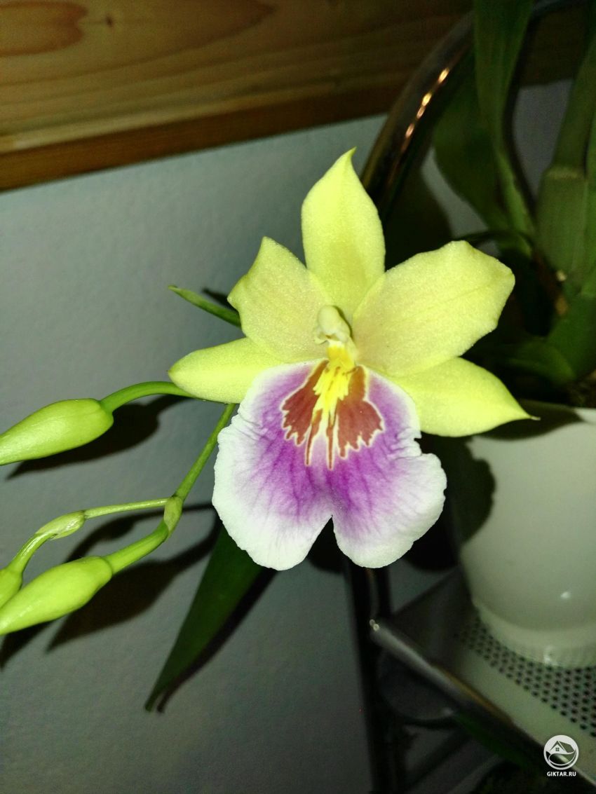 Это Мильтония "Закат"?