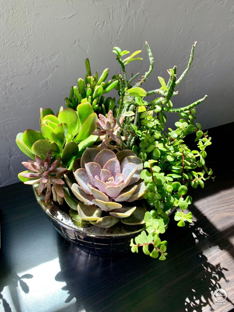 Мои суккуленты