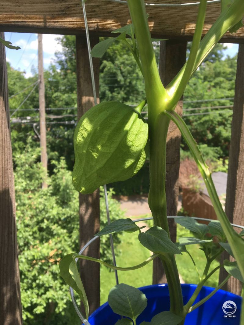 Если внутри не будет плода, я буду в ярости.