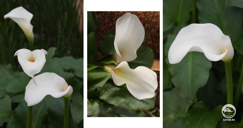 Зантедеския душистая (Zantedeschia odorata) Зантедеския душистая (Zantedeschia odorata)