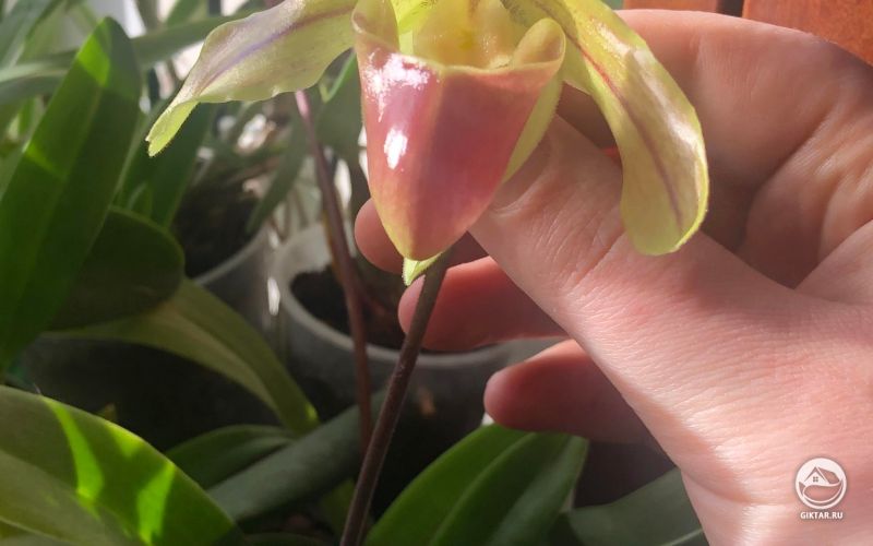 Пафиопедилум leeanum