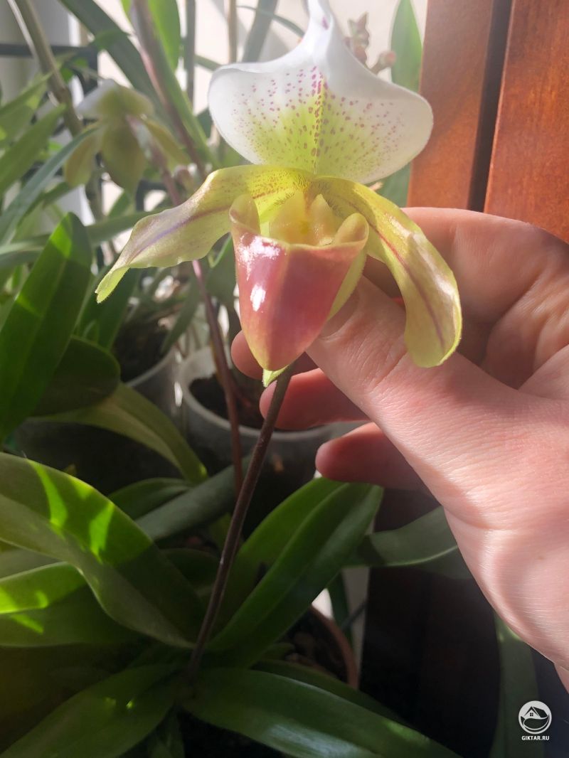 Пафиопедилум leeanum