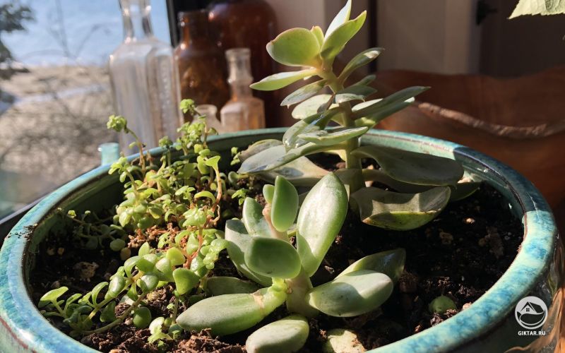 Мой маленький суккулент