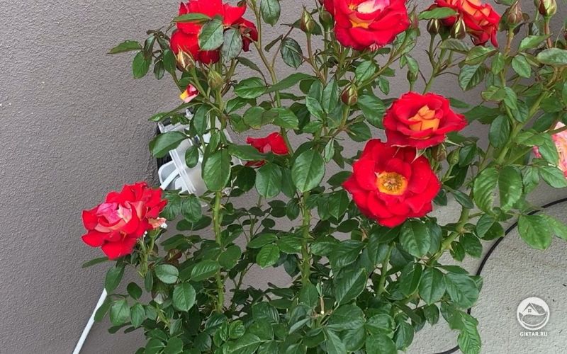 Розовый куст с красными розами цветет