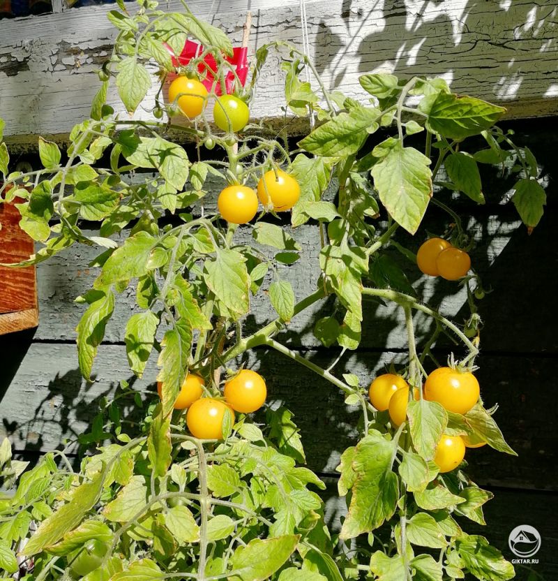Желтые томаты