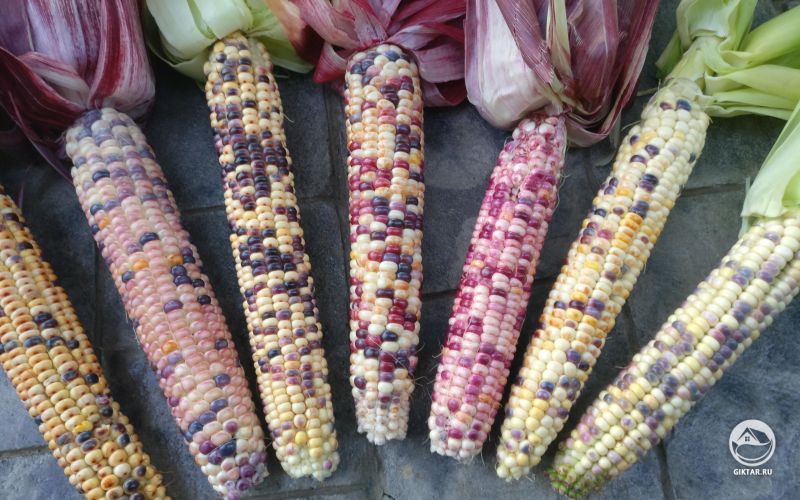 Разноцветная кукуруза