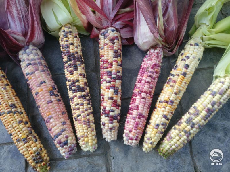 Разноцветная кукуруза
