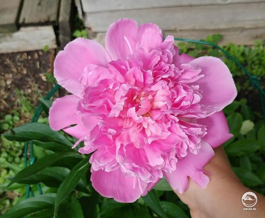 Как помочь моему пионe цвести?