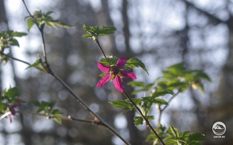 Малина великолепная. Цветение