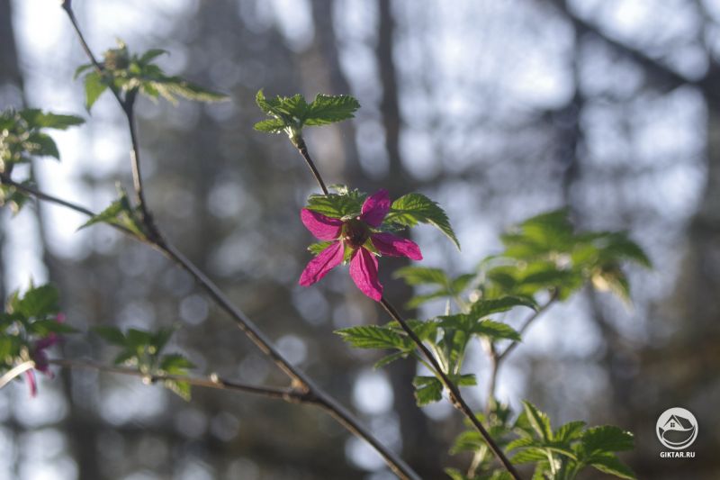 Малина великолепная. Цветение
