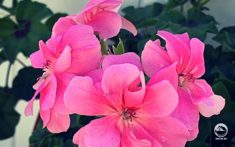 Цветки герани