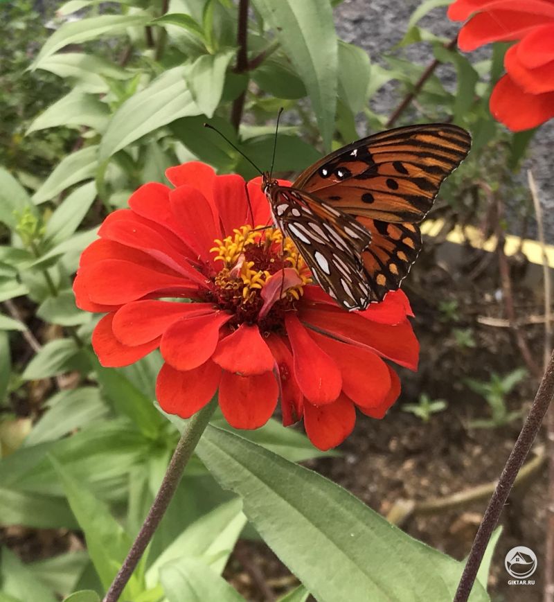 Цинния и бабочка