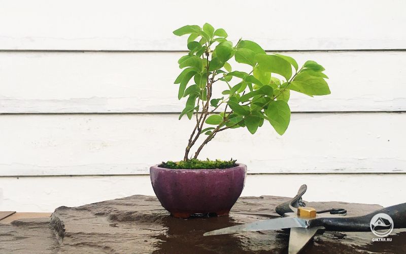 Я нашел немного дерева, растущего в кирпичной стене на работе на прошлой неделе, так у меня в горшках на моего обеденного перерыва.