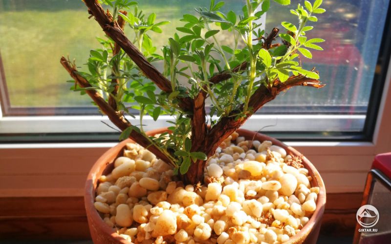 Лапчатка кустарниковая или курильский час в качестве бонсай