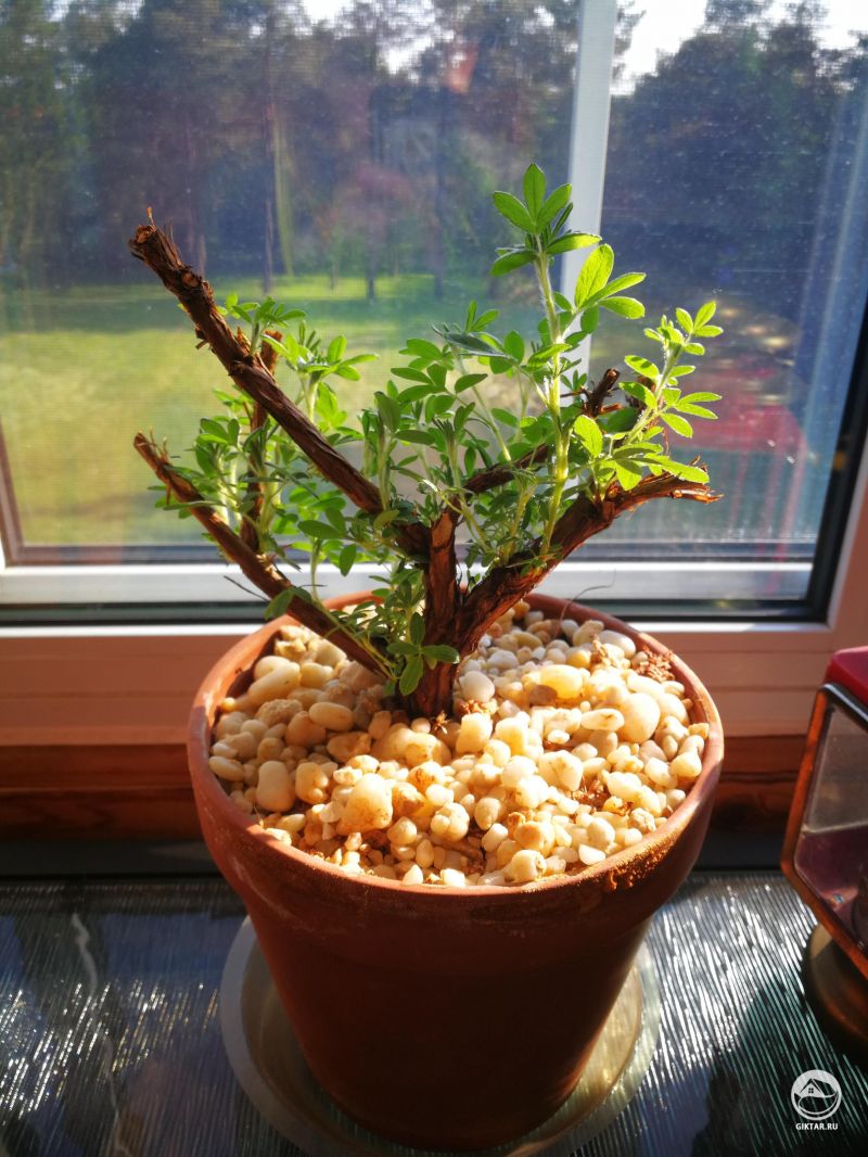 Лапчатка кустарниковая или курильский час в качестве бонсай
