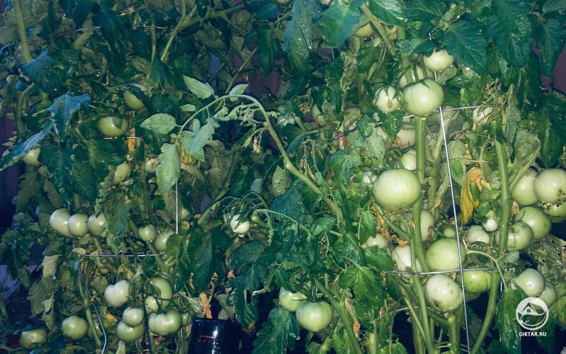 Растущие томаты