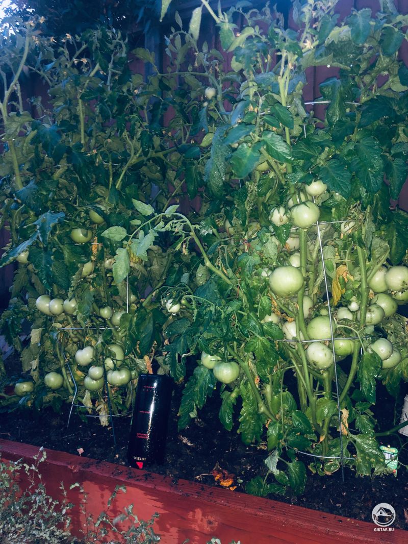 Растущие томаты