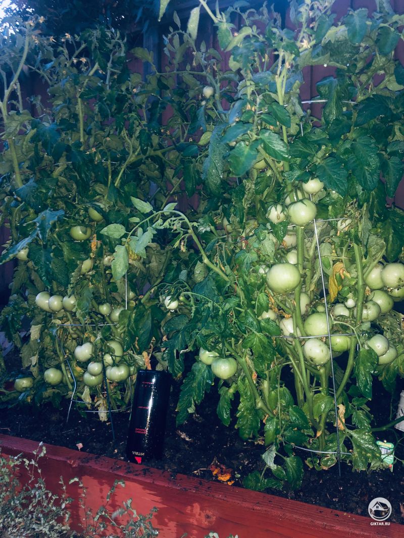Растущие томаты