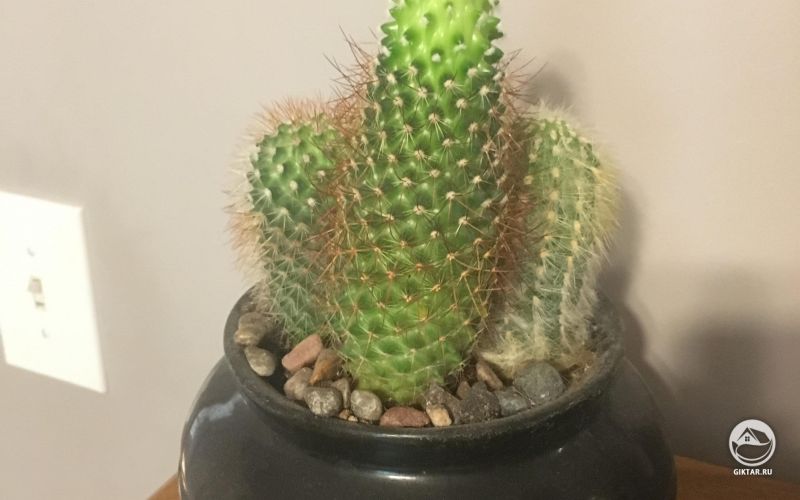 Кактус вытянулся и посветлел.