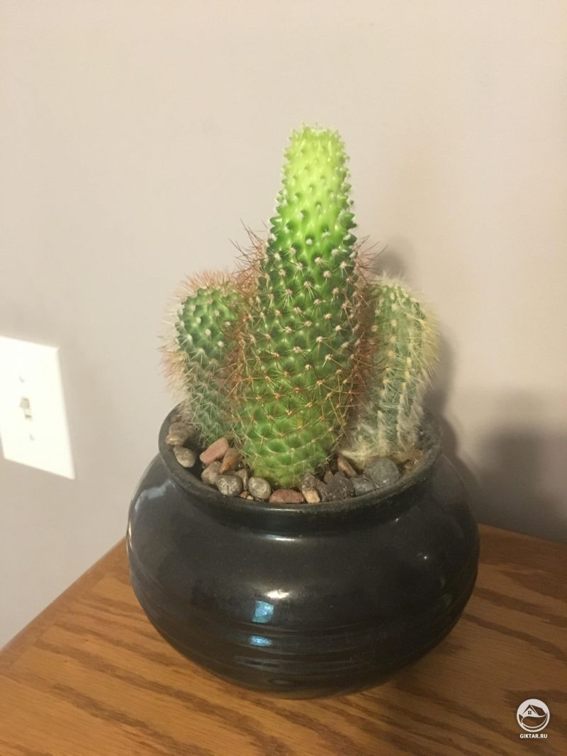 Кактус вытянулся и посветлел.