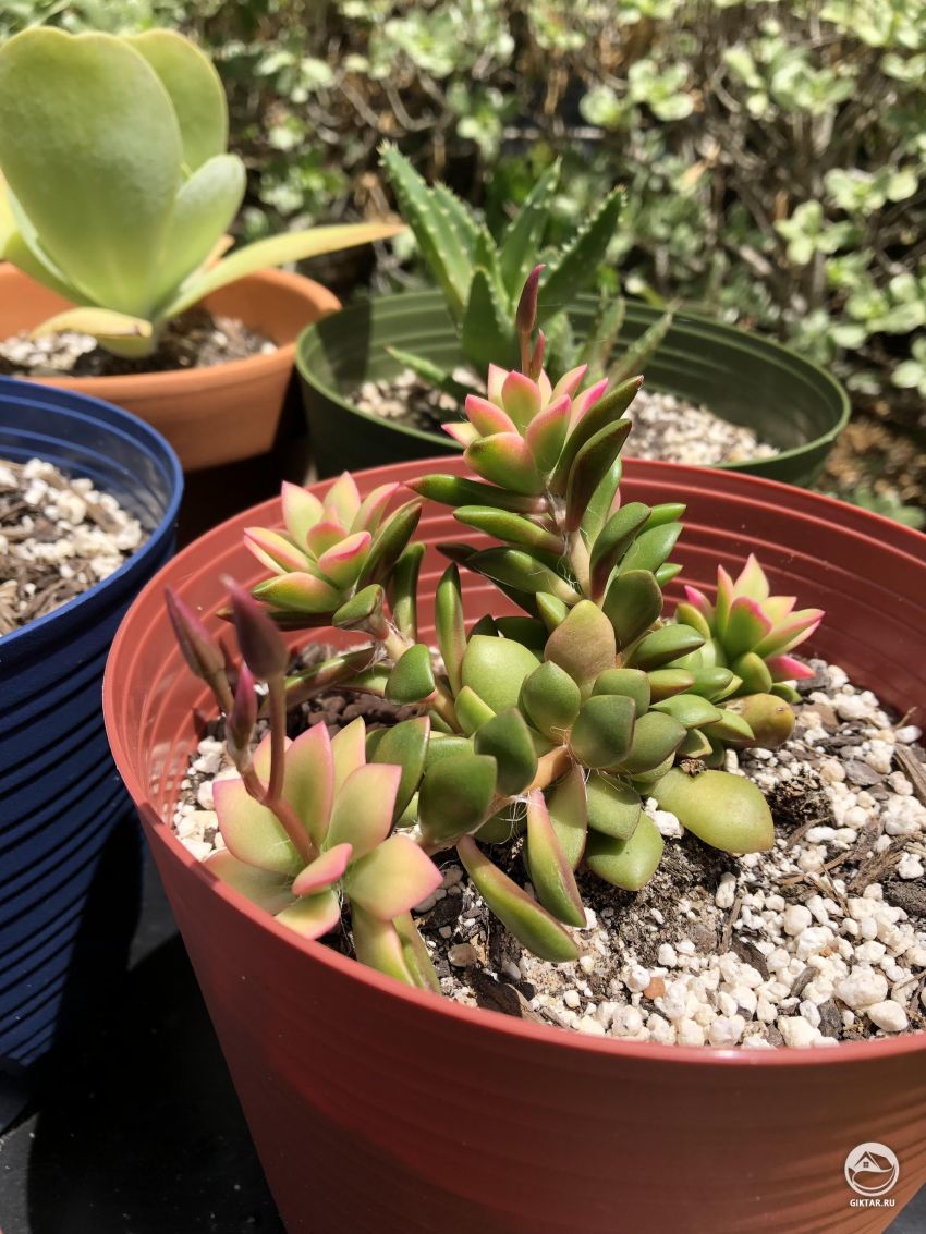 Помогите опознать этих малышей.