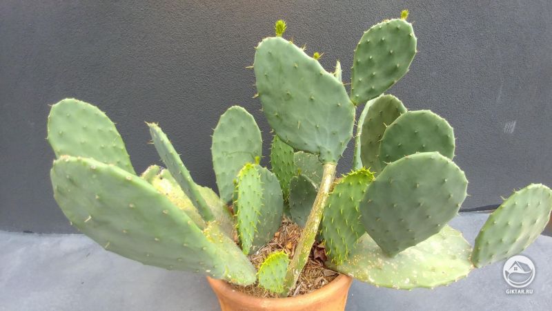 Опунция с бутонами