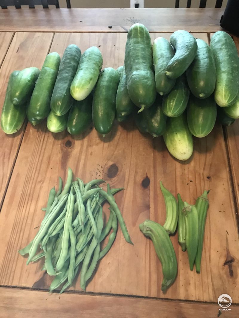 Сегодняшний улов!