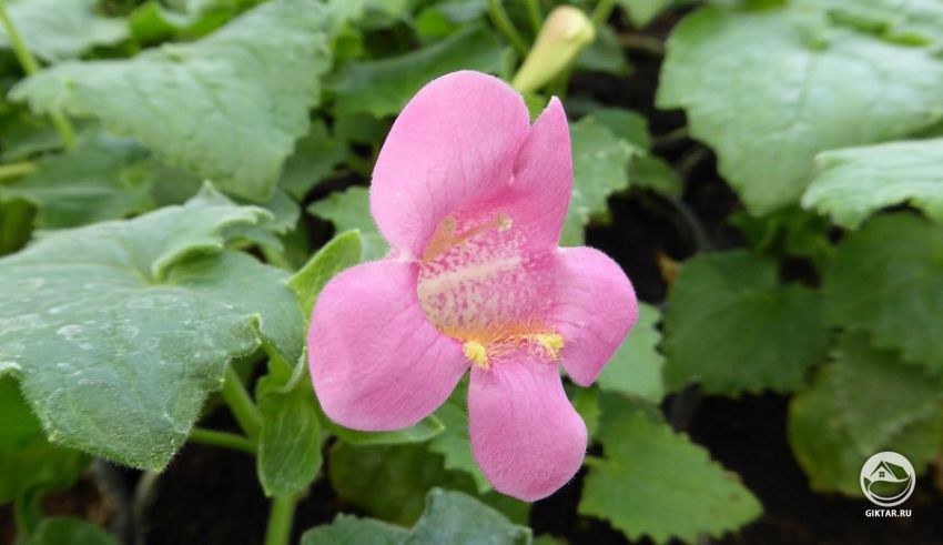 Азарина красноватая или Лофоспермум красноватый (Lophospermum erubescens)) Азарина красноватая или Лофоспермум красноватый (Lophospermum erubescens))