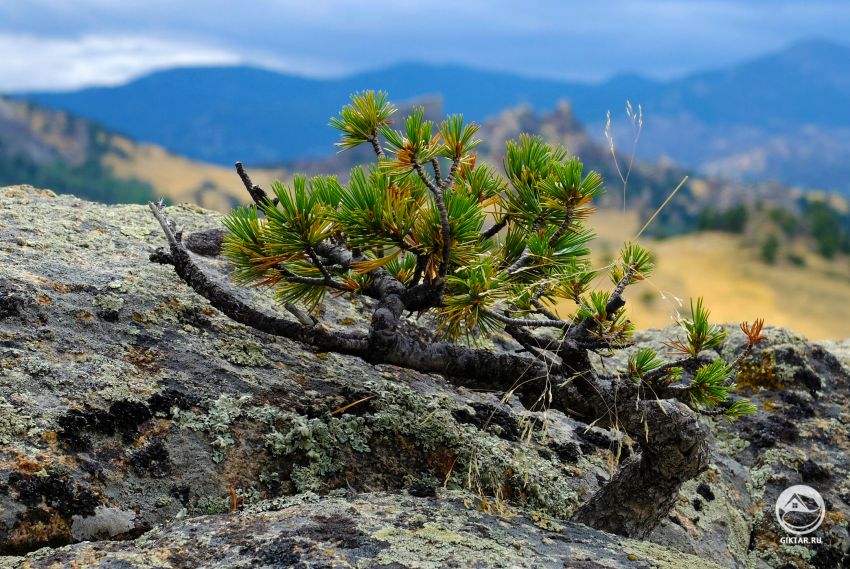 Ямадори (yamadori). То есть - нашел и выкопал
