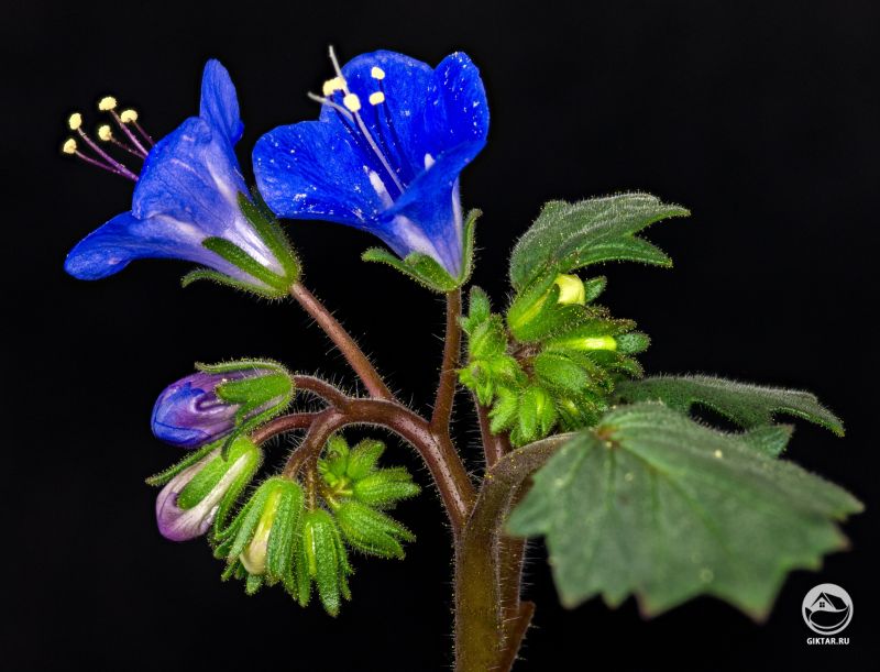 Фацелия колокольчатая