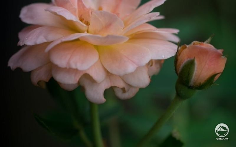 Прекрасная нежно-розовая роза