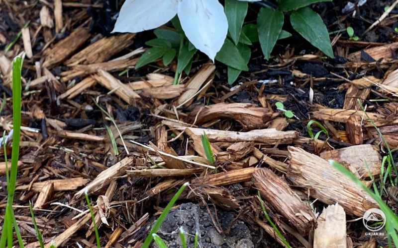 Жаба в кустах клематиса