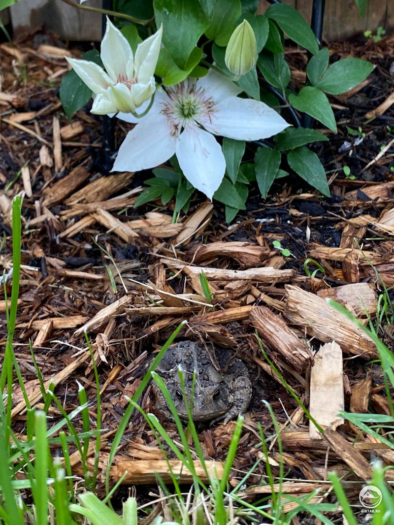 Жаба в кустах клематиса