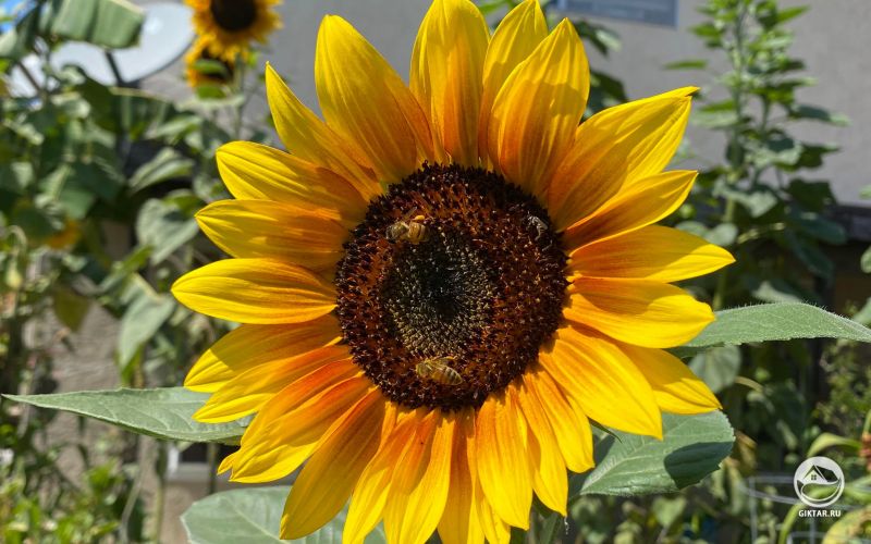 Берегите пчелок, которые любят подсолнухи