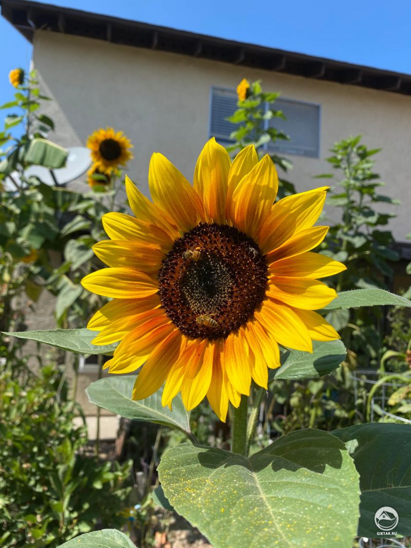 Берегите пчелок, которые любят подсолнухи