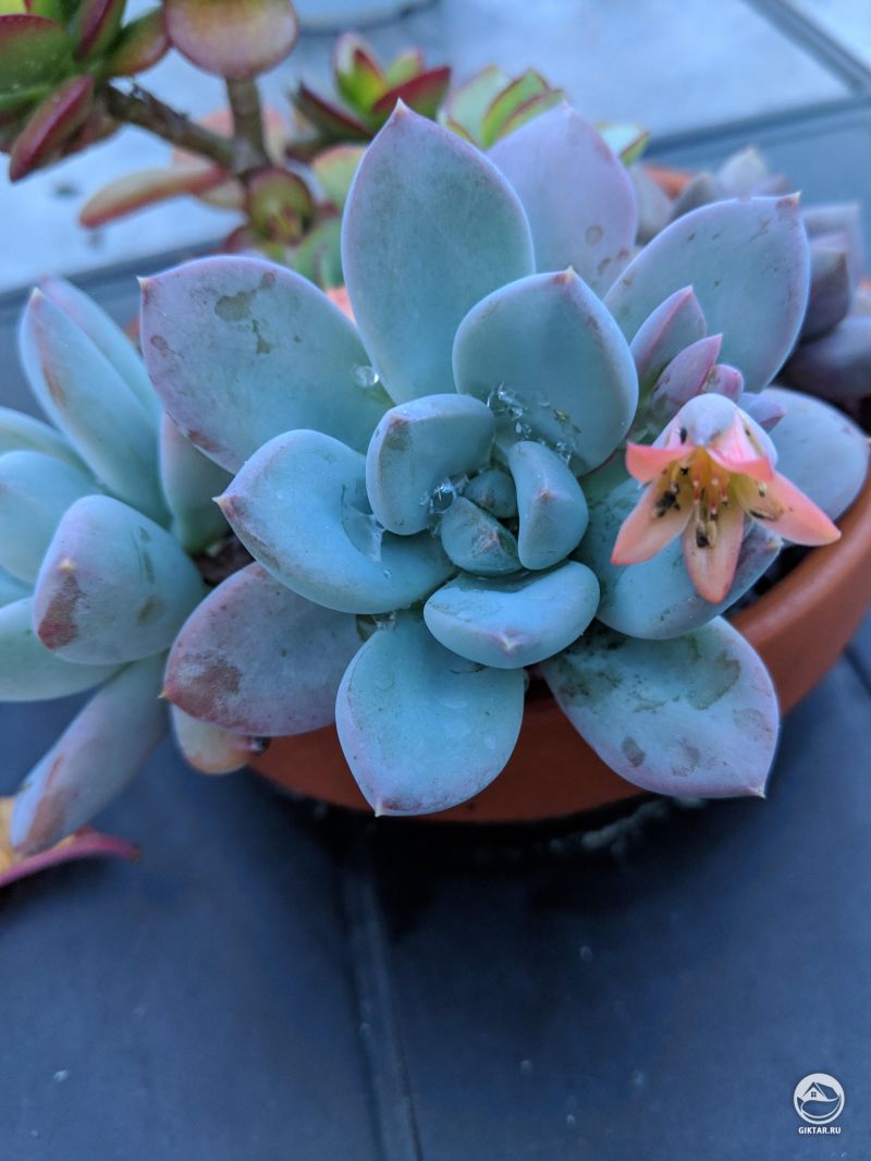 Первое цветение сезона